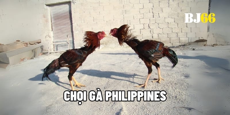 Chọi gà Philippines