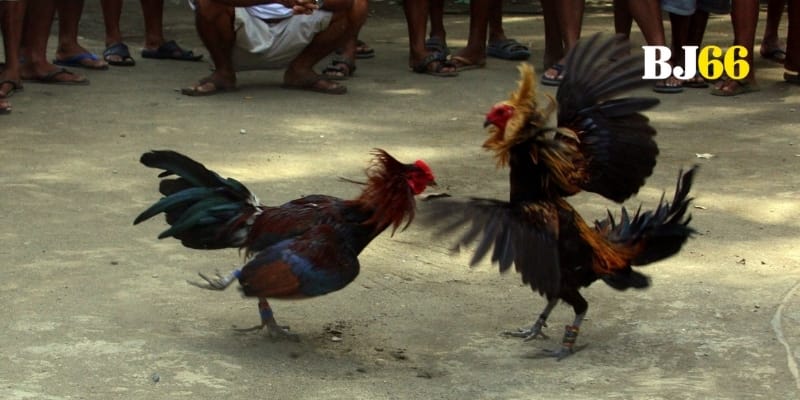 Tranh sáng tối chọi gà hợp pháp giữa luật pháp và đam mê