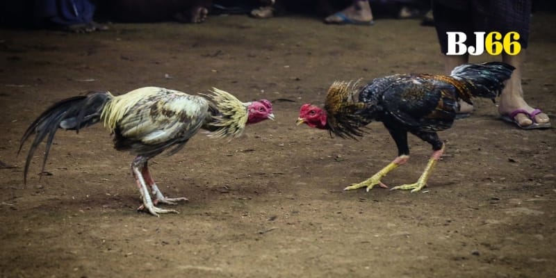 Hàng loạt đấu trường ảo bùng nổ máu lửa trên nền BJ66