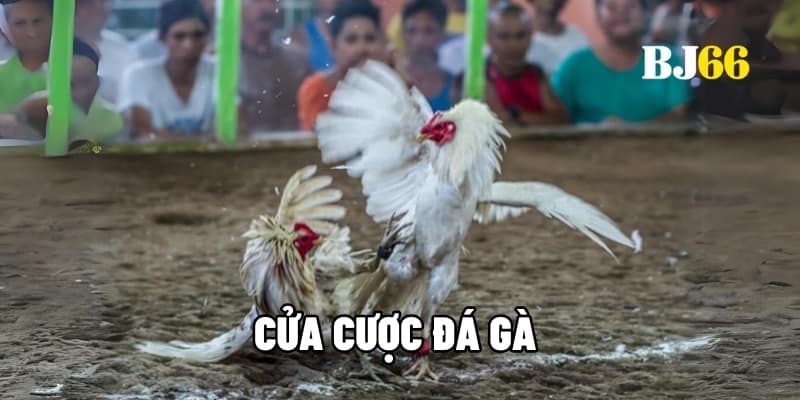 Cửa cược đá gà