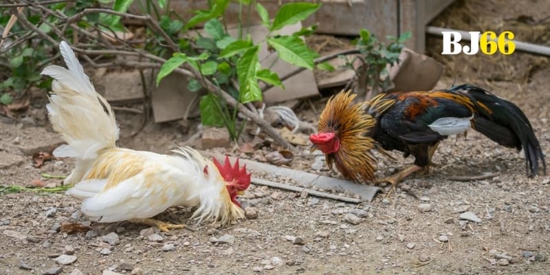 Sàn cược đỏ rực kịch tính nơi mọi ánh nhìn dõi theo cửa chính