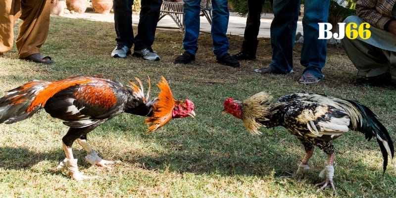 Đa dạng lựa chọn phụ mở ra chiến lược bất ngờ đầy thú vị