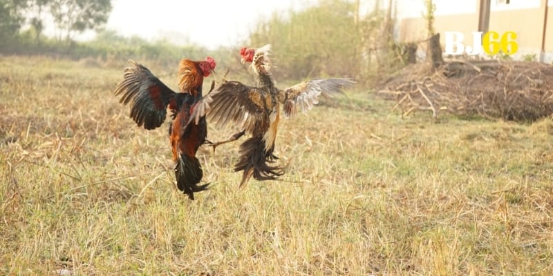 Quan sát sắc bén tạo nên chiến thắng vang dội