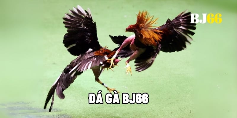 Đá gà BJ66