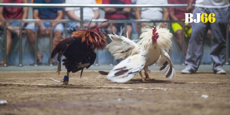 Đá gà BJ66 hấp dẫn với tính năng hiện đại