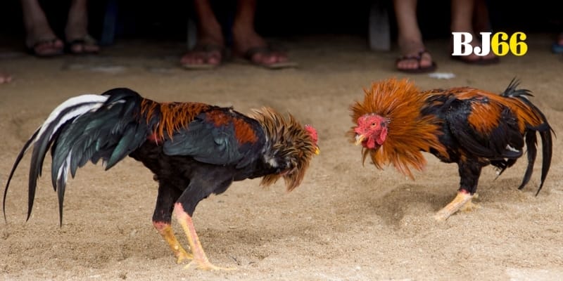 Hình thức đá gà cực hot thu hút mọi hội viên