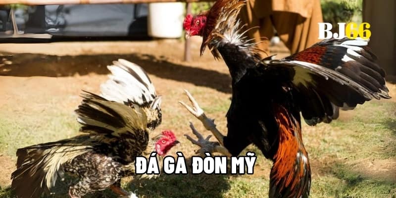Đá gà đòn Mỹ
