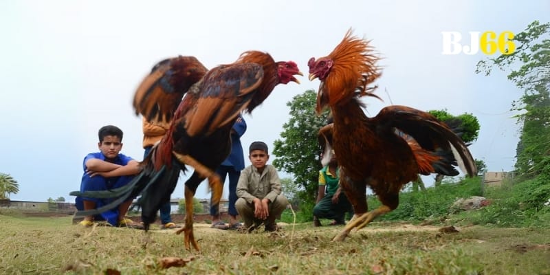 Đá gà đòn Mỹ - Giới thiệu hình thức chơi thú vị