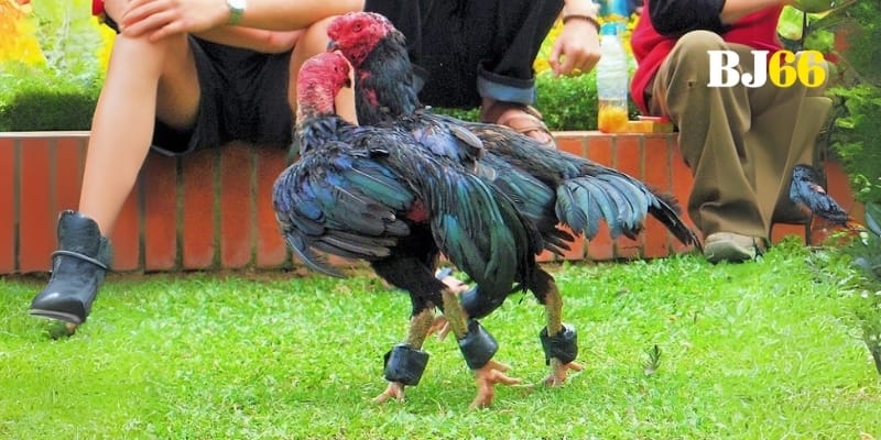 Lễ hội Gà Chọi Quốc Tế (International Gamefowl Festival)
