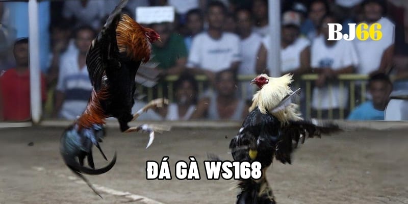 Đá gà WS168