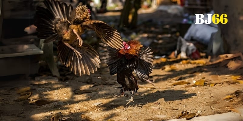 Giao diện đá gà WS168 hiện đại tích hợp AI phân tích cực chất