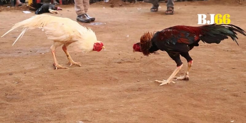 Đấu trường mãn nhãn với đủ thể loại đá gà cực đỉnh
