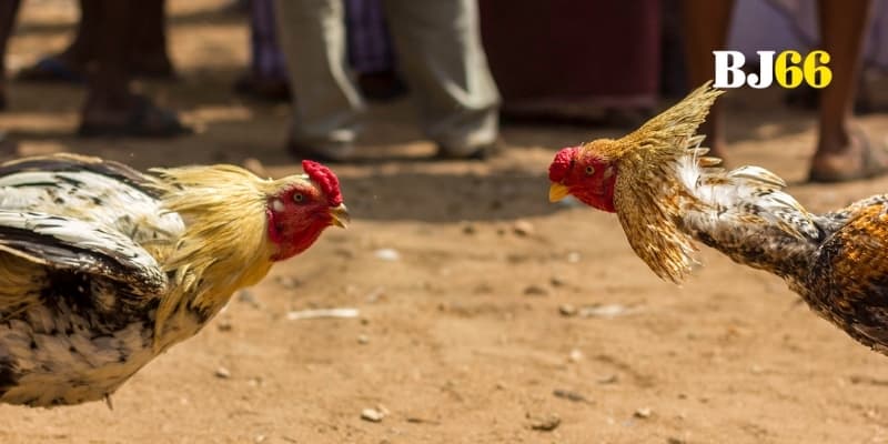 Cao thủ cược WS168 bật mí chiến thuật bắt kèo đầy sát thương