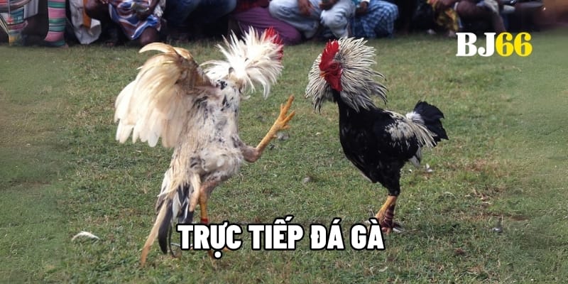 Trực tiếp đá gà