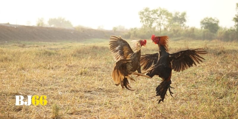 Sàn đá gà trực tiếp mãn nhãn với ánh sáng rực rỡ và chất lượng đỉnh cao