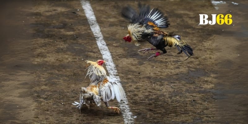 Mùa giải đá gà lớn nhất thu hút đam mê và những trận so găng nghẹt thở