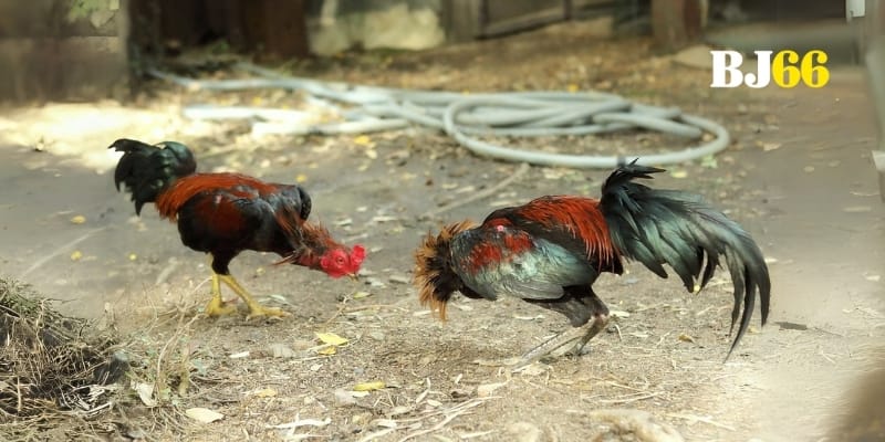 Cách cược thông minh khi xem đá gà giúp tăng phần hồi hộp hấp dẫn